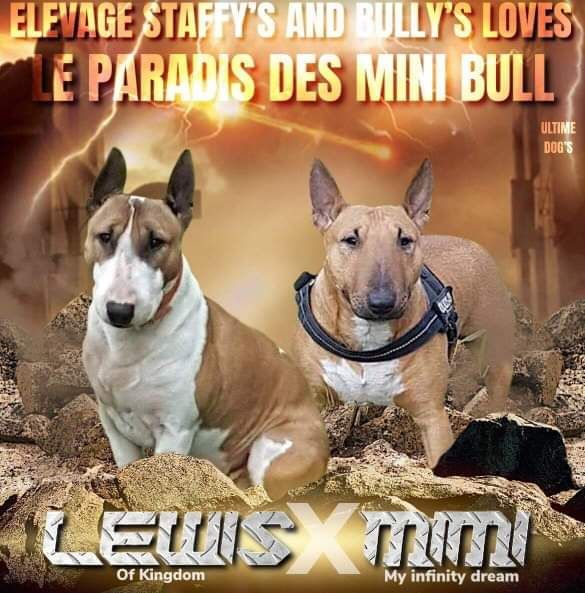 Staffy's And Bully's Loves - Mariage 