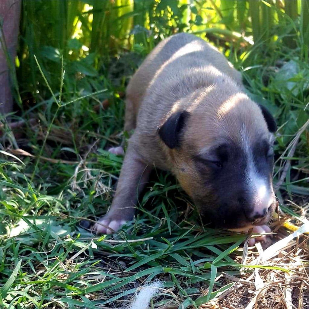 Staffy's And Bully's Loves - Chiot disponible  - Bull Terrier Miniature