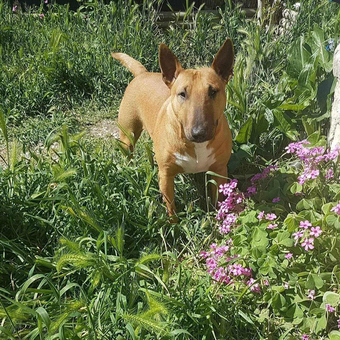 CH. My infinity dream Of Kingdom Mini Bull