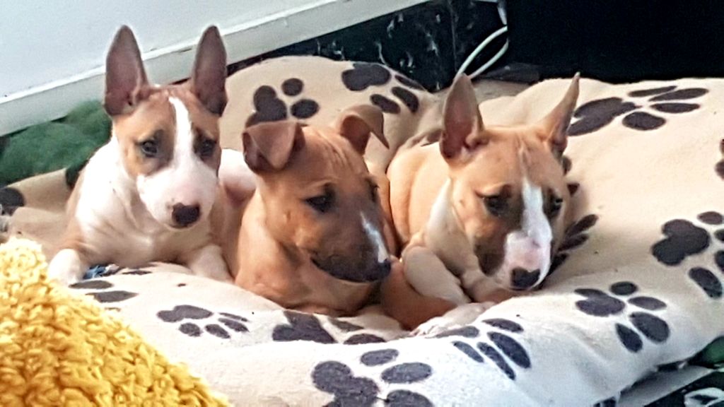 Staffy's And Bully's Loves - Mini bull terrier disponible 