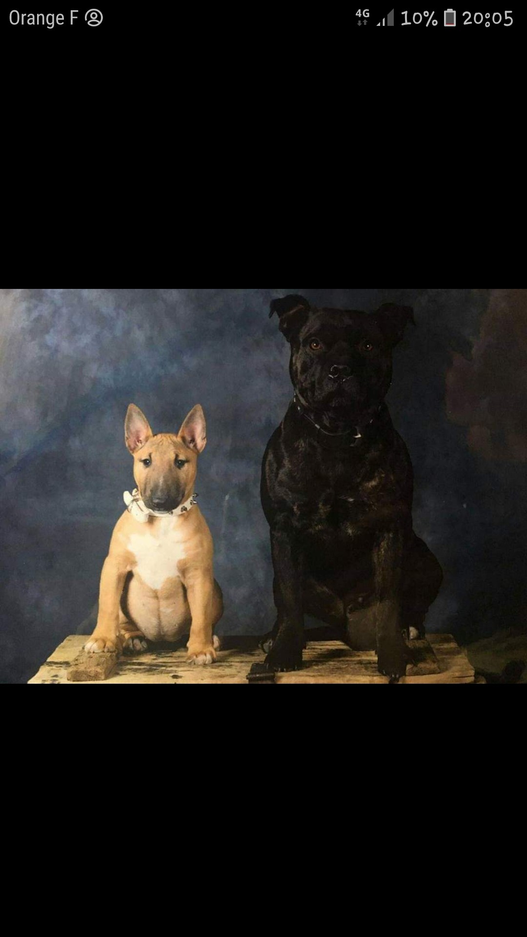Staffy's And Bully's Loves
