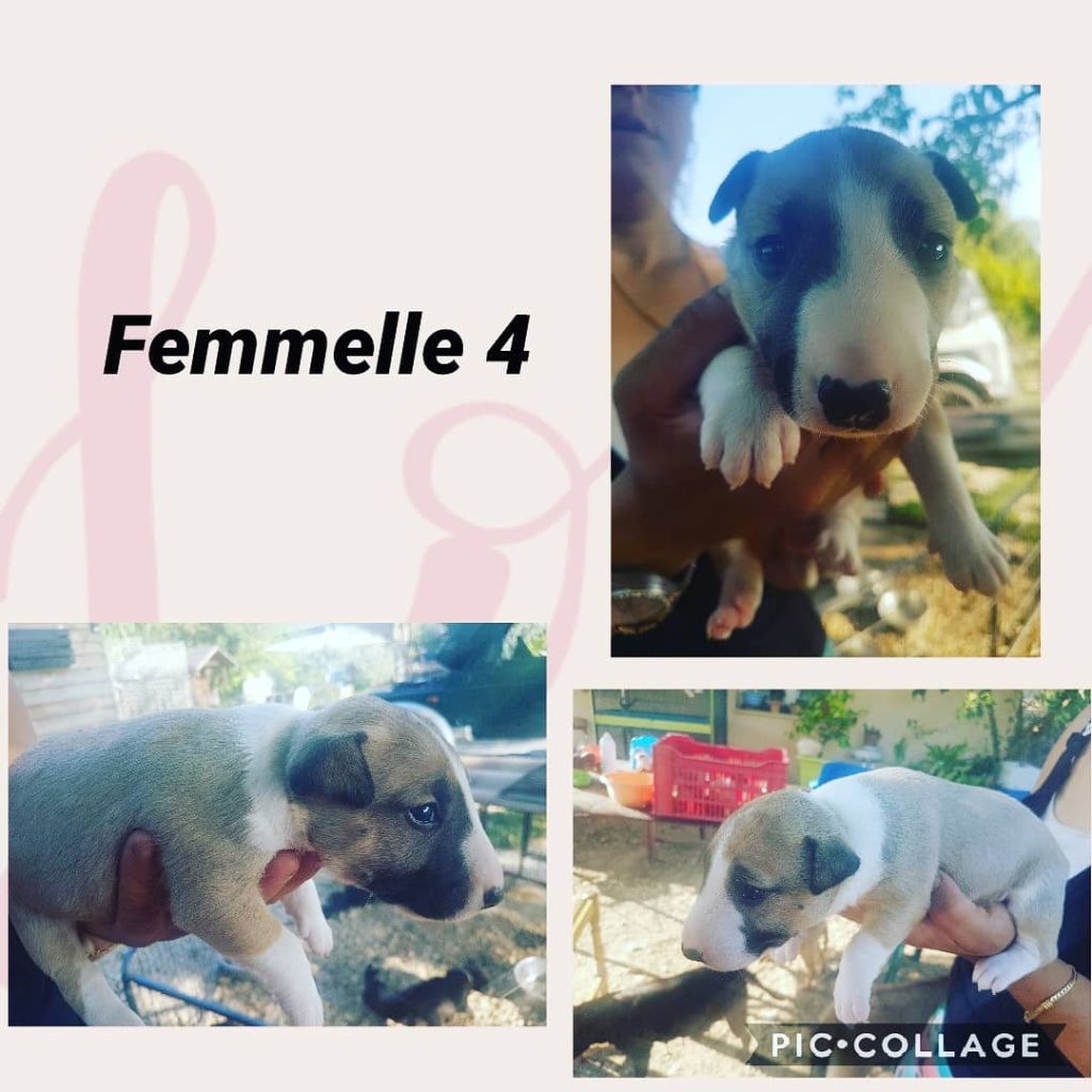 Staffy's And Bully's Loves - Chiots disponibles - Bull Terrier Miniature