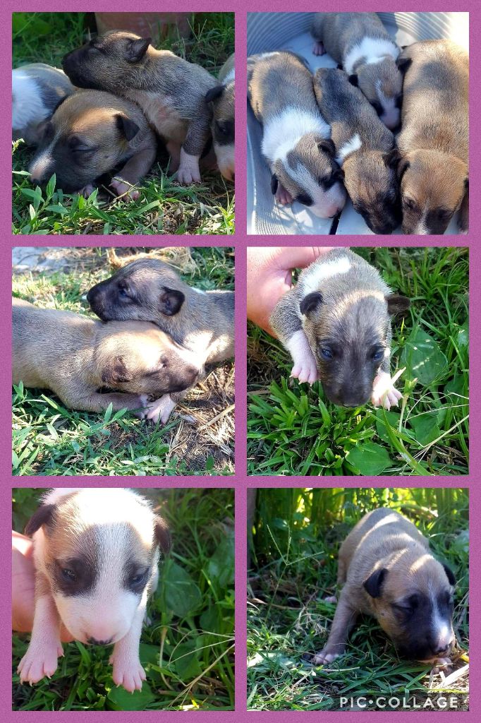 Chiot Bull Terrier Miniature Staffy's And Bully's Loves